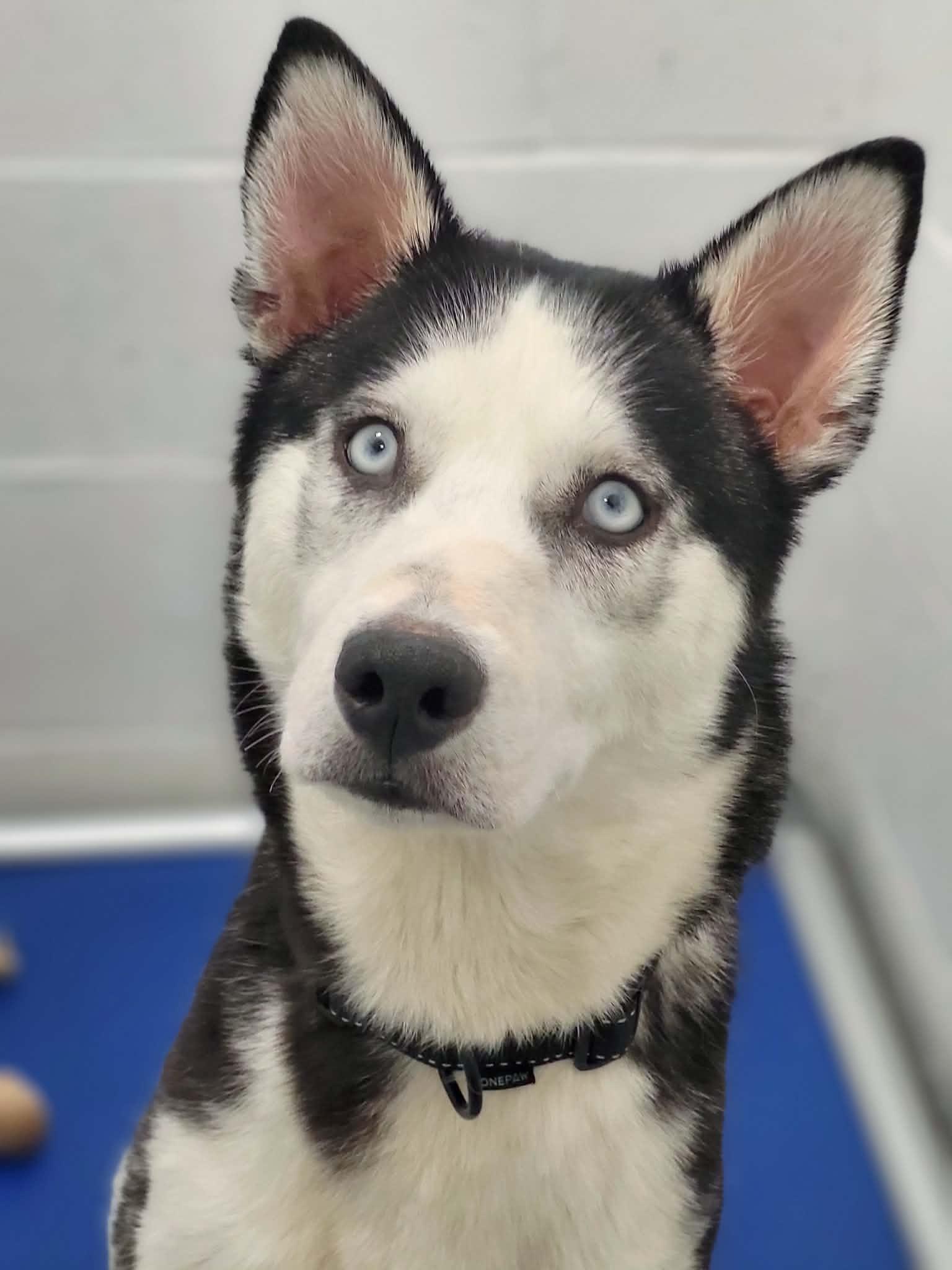 Enlarge Tacoma, an adopted Siberian Husky in St Stephen, NB image 1/6