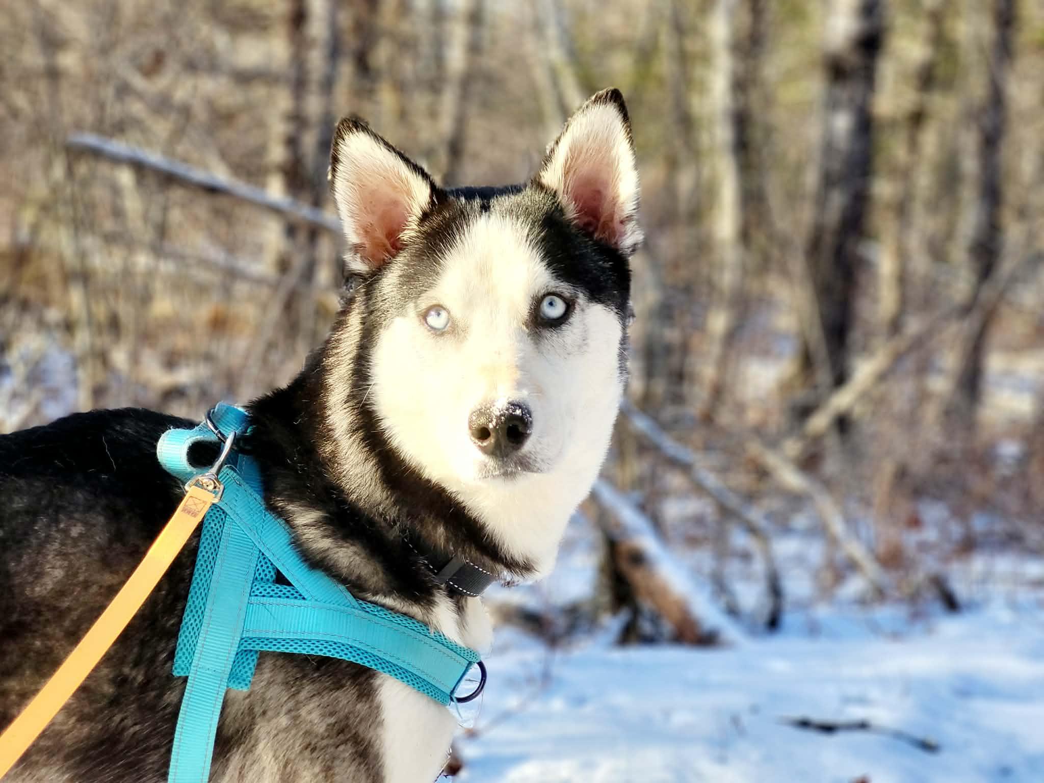 Enlarge Tacoma, an adopted Siberian Husky in St Stephen, NB image 5/6