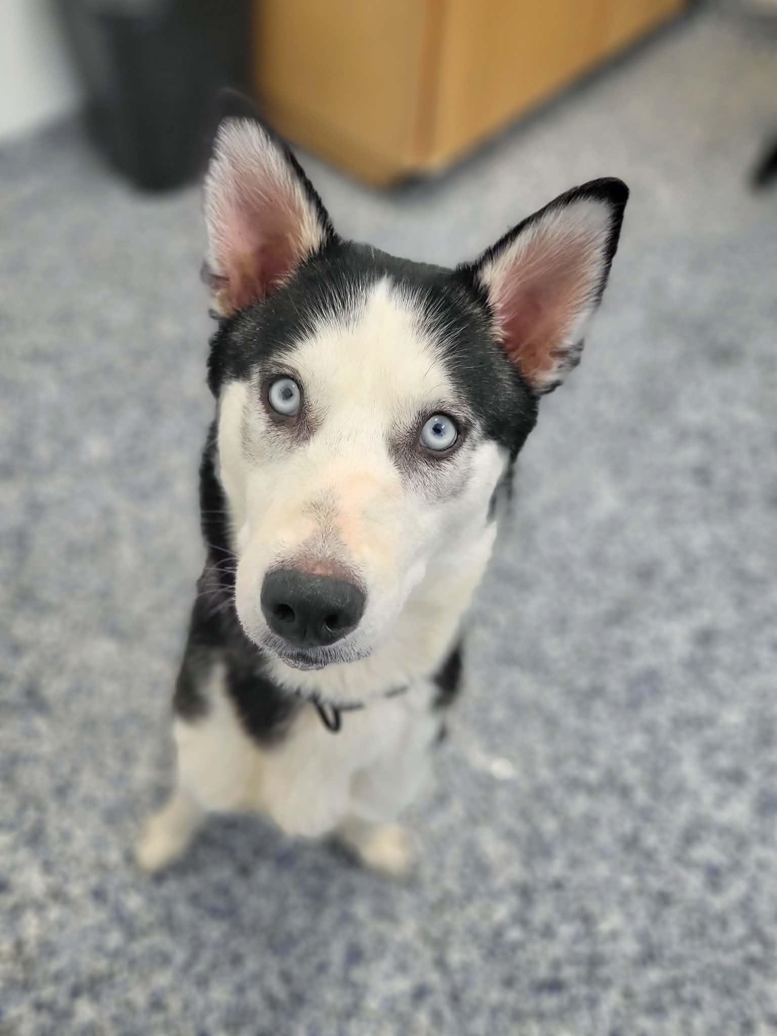 Enlarge Tacoma, an adopted Siberian Husky in St Stephen, NB image 2/6