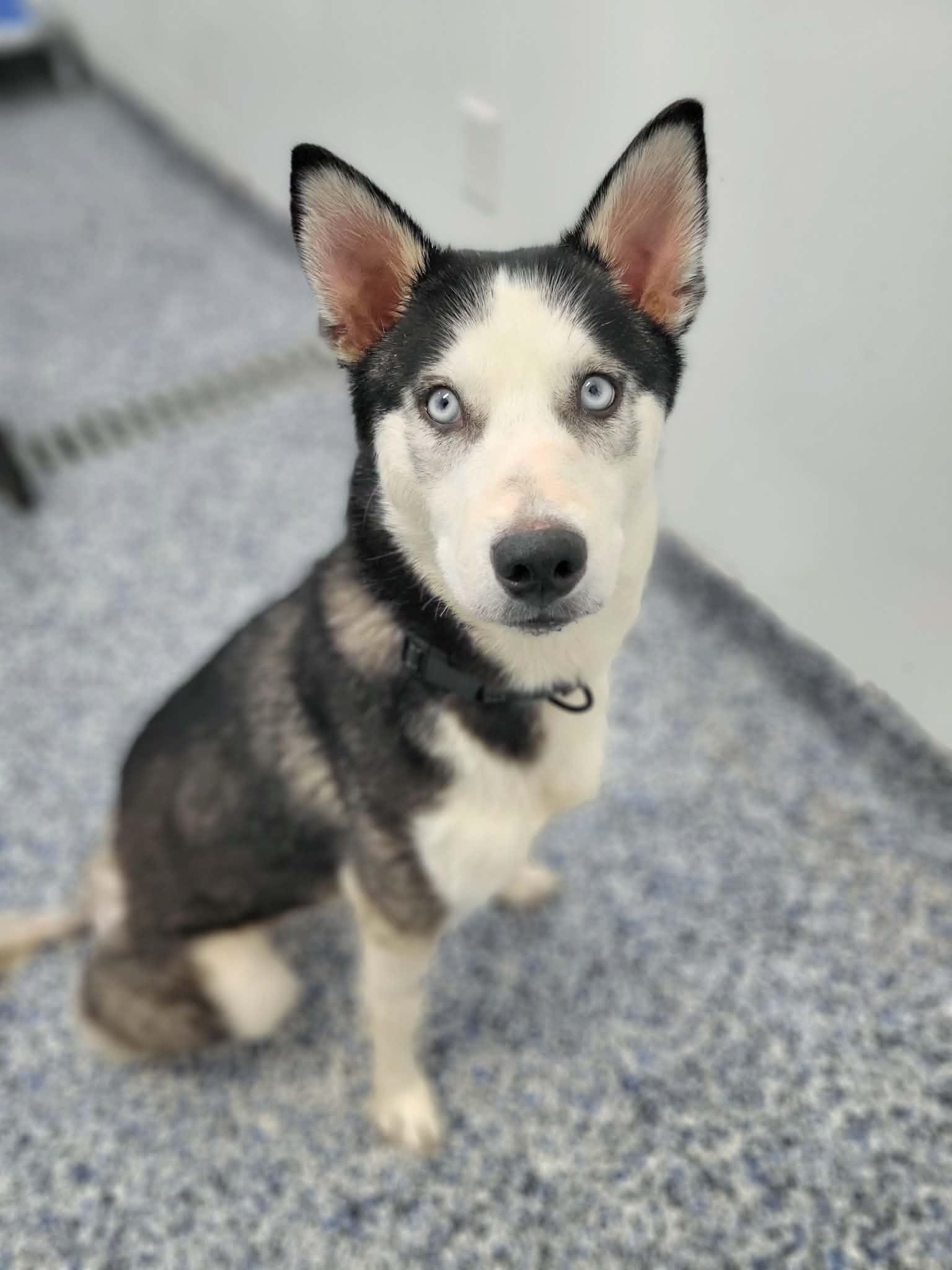 Enlarge Tacoma, an adopted Siberian Husky in St Stephen, NB image 4/6