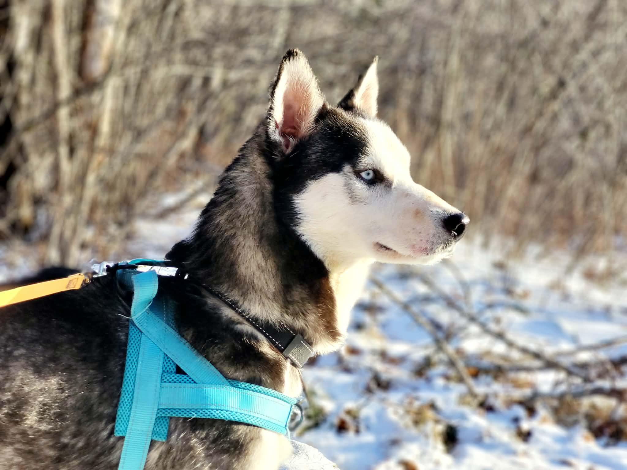 Enlarge Tacoma, an adopted Siberian Husky in St Stephen, NB image 3/6