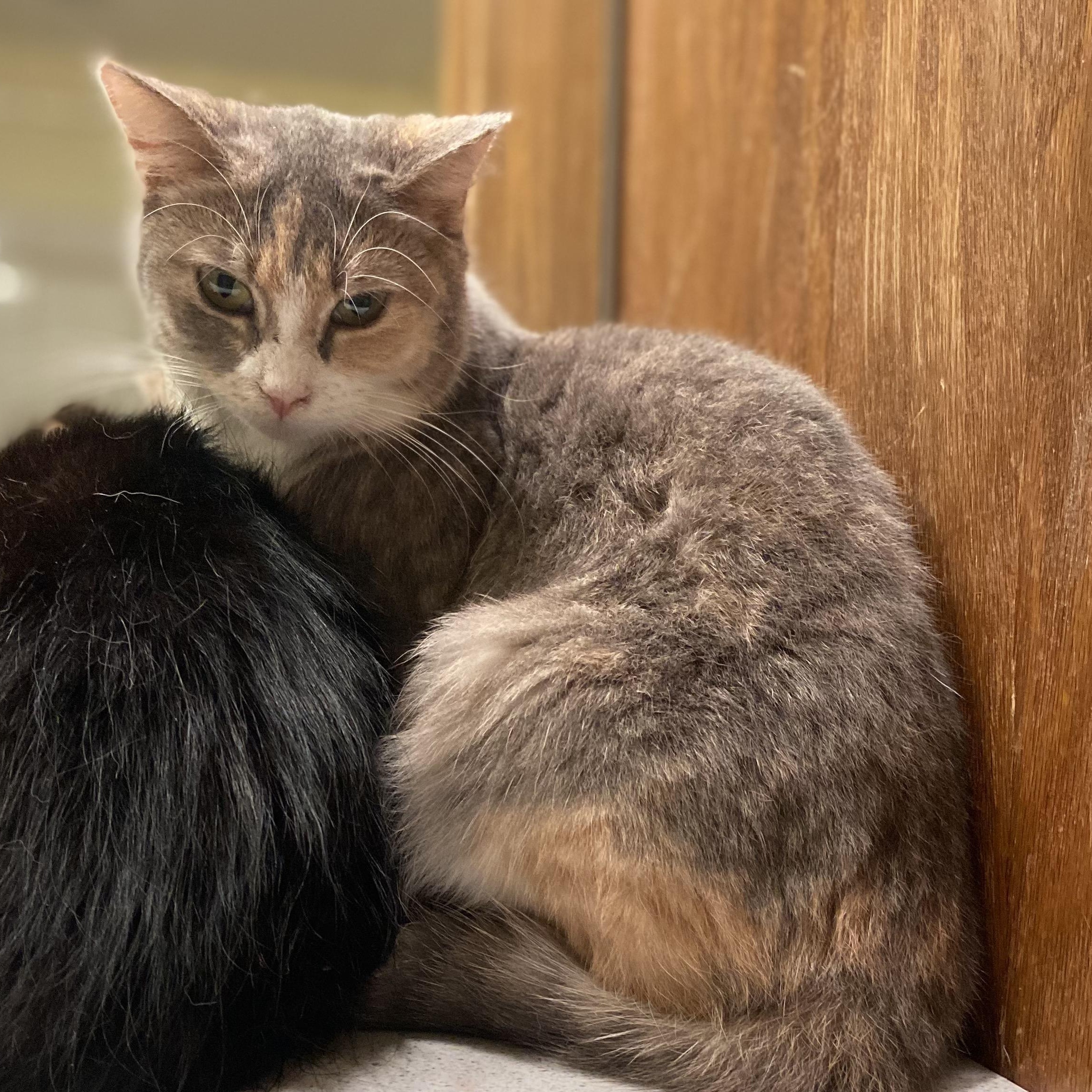 Enlarge Gia, a Adoptable mixed breed in Andover, MN image 2/3