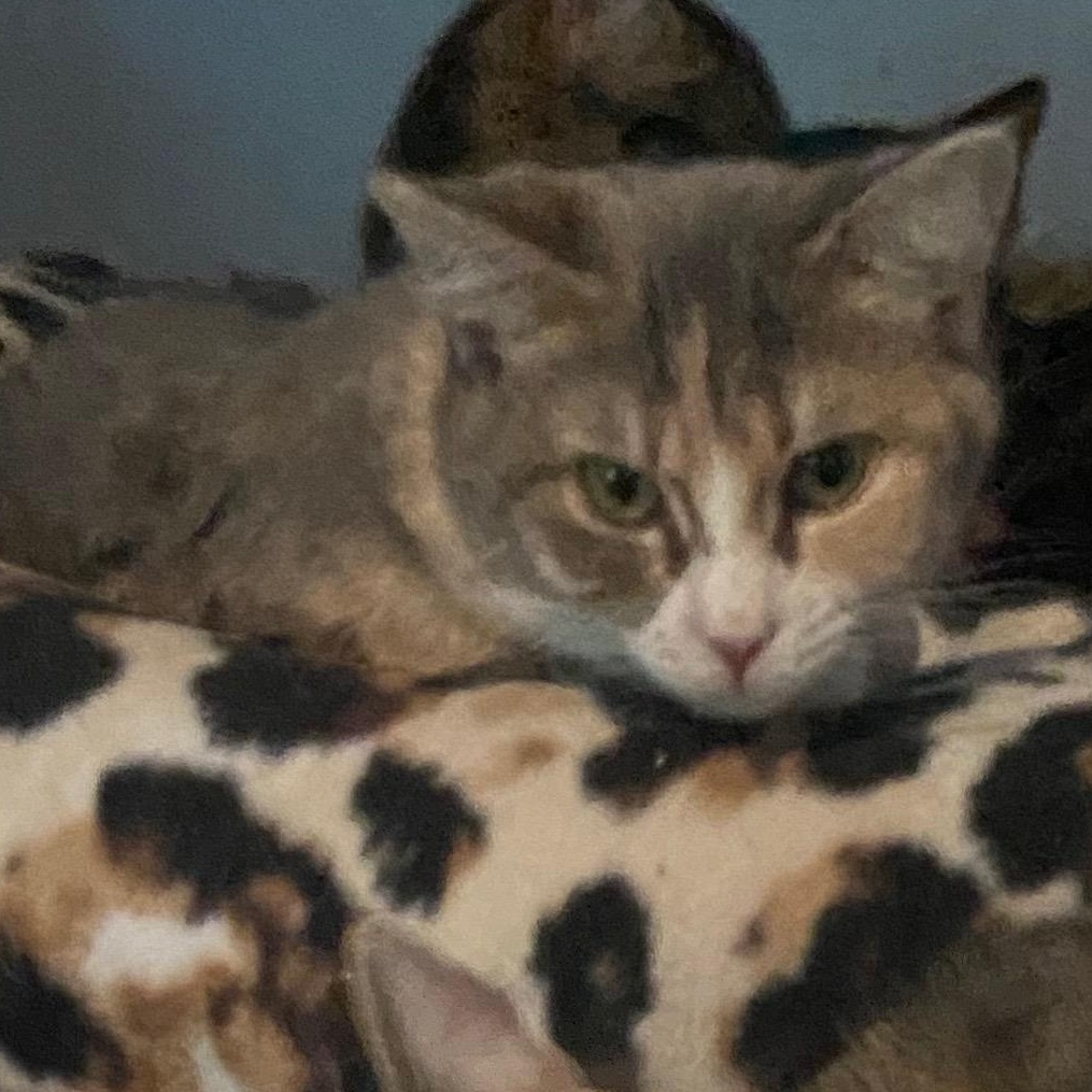 Gia