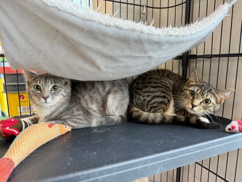 Judy, Adoptable, Kitten Female Domestic Short Hair.