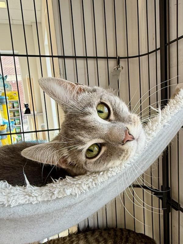 Enlarge Judy, a Adoptable mixed breed in Pitman, NJ image 2/5