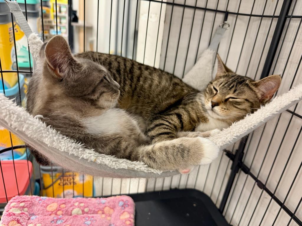 Enlarge Judy, a Adoptable mixed breed in Pitman, NJ image 5/5