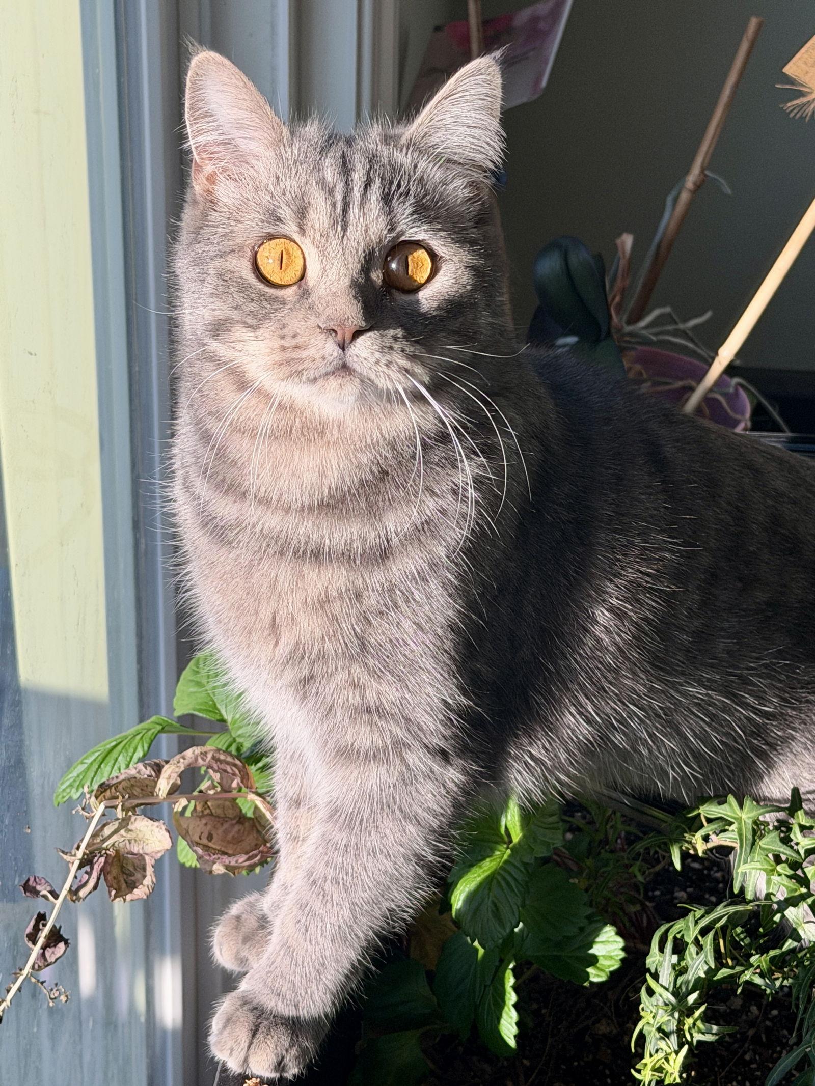 Sergeant, Adopted, Adult Male Scottish Fold.