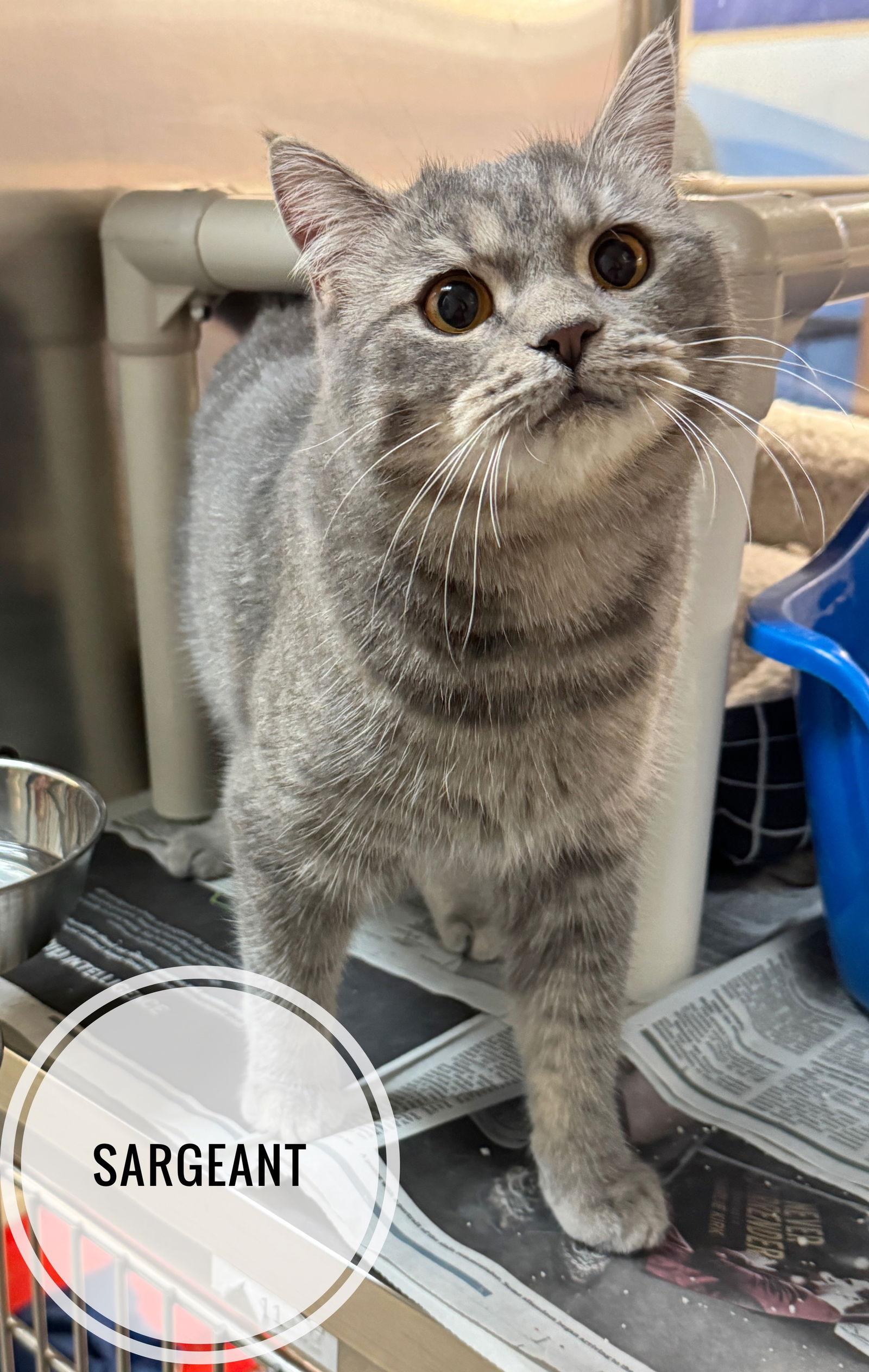 Enlarge Sergeant, a Adopted Scottish Fold in Herndon, VA image 2/3