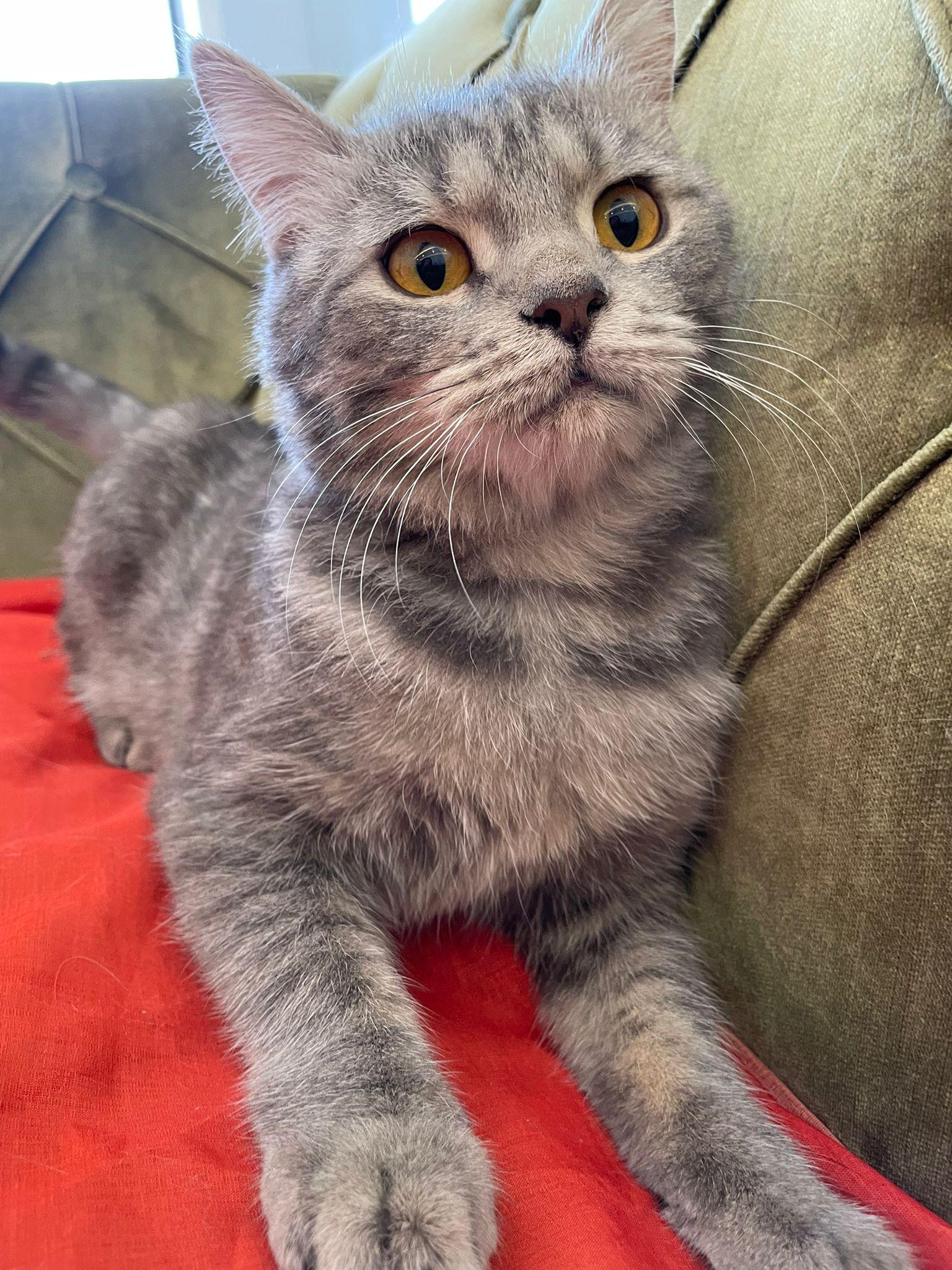 Enlarge Sergeant, a Adopted Scottish Fold in Herndon, VA image 3/3