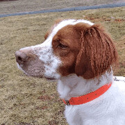 Ollie - 10699-CT, Adopted, Adult Male Brittany Spaniel.
