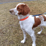 Ollie - 10699-CT, a Adopted Brittany Spaniel in West Creek, NJ image 2/11