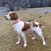 Ollie - 10699-CT, a Adopted Brittany Spaniel in West Creek, NJ image 4/11