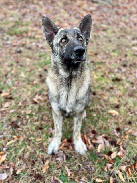 Enlarge Dutch, a Adoptable Dutch Shepherd in Mocksville, NC image 1/3