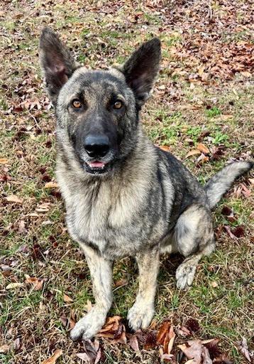 Enlarge Dutch, a Adoptable Dutch Shepherd in Mocksville, NC image 2/3