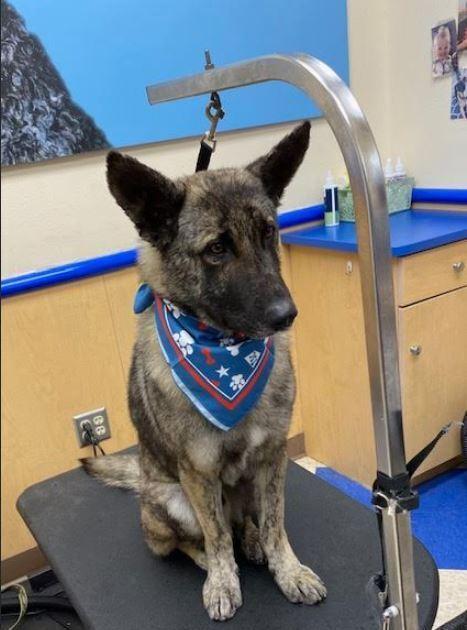 Dutch, Adoptable, Adult Male Dutch Shepherd.