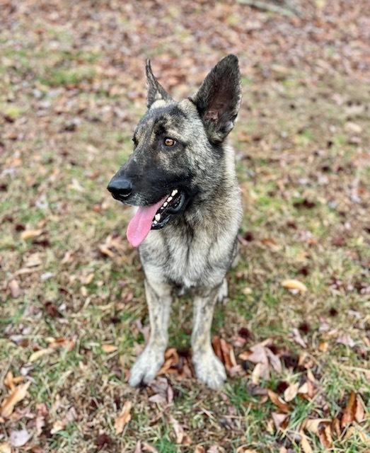 Enlarge Dutch, a Adoptable Dutch Shepherd in Mocksville, NC image 3/3