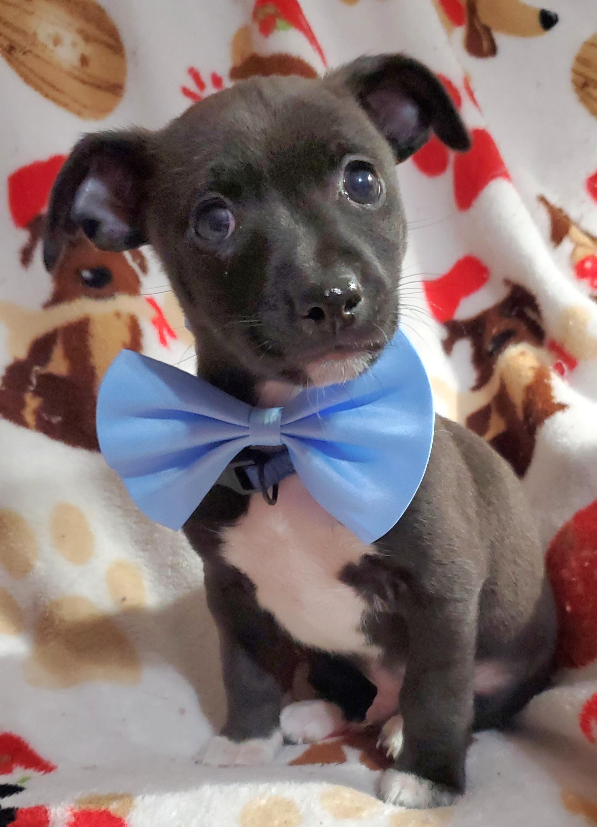 Enlarge Pedro , a Adoptable mixed breed in Gilbert, SC image 1/2