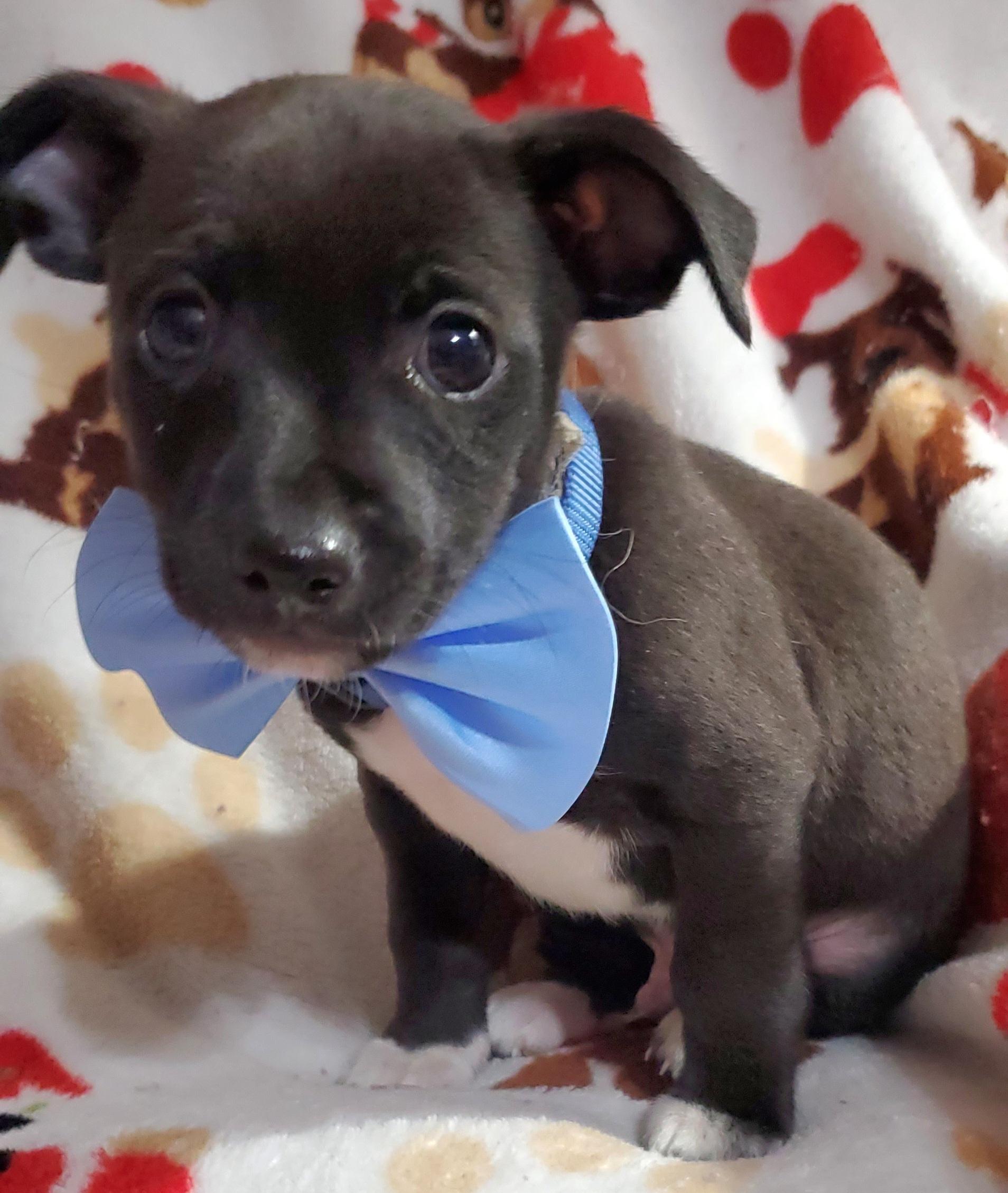 Enlarge Pedro , a Adoptable mixed breed in Gilbert, SC image 2/2