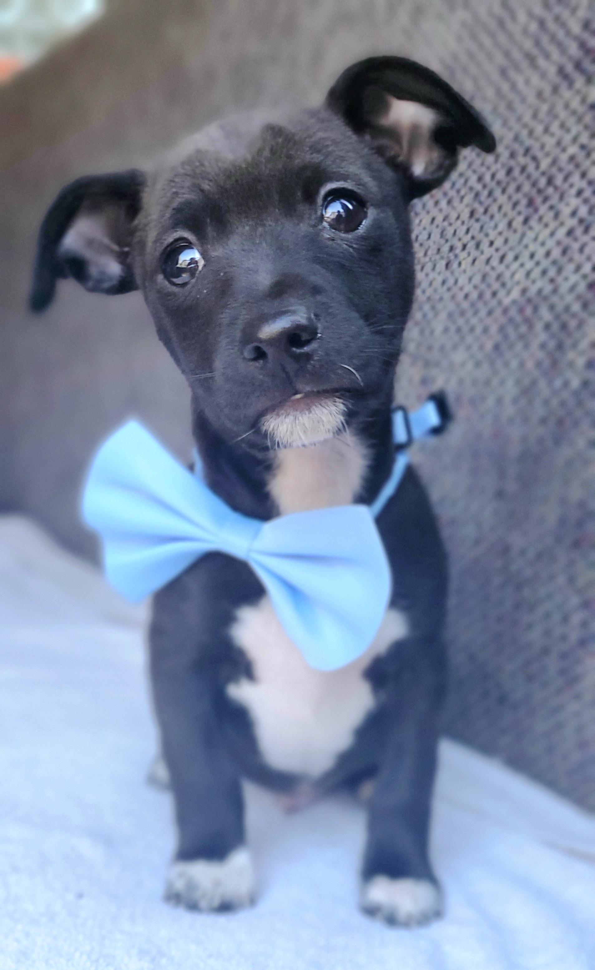 Pedro , Adoptable, Puppy Male Chihuahua & Mixed Breed.