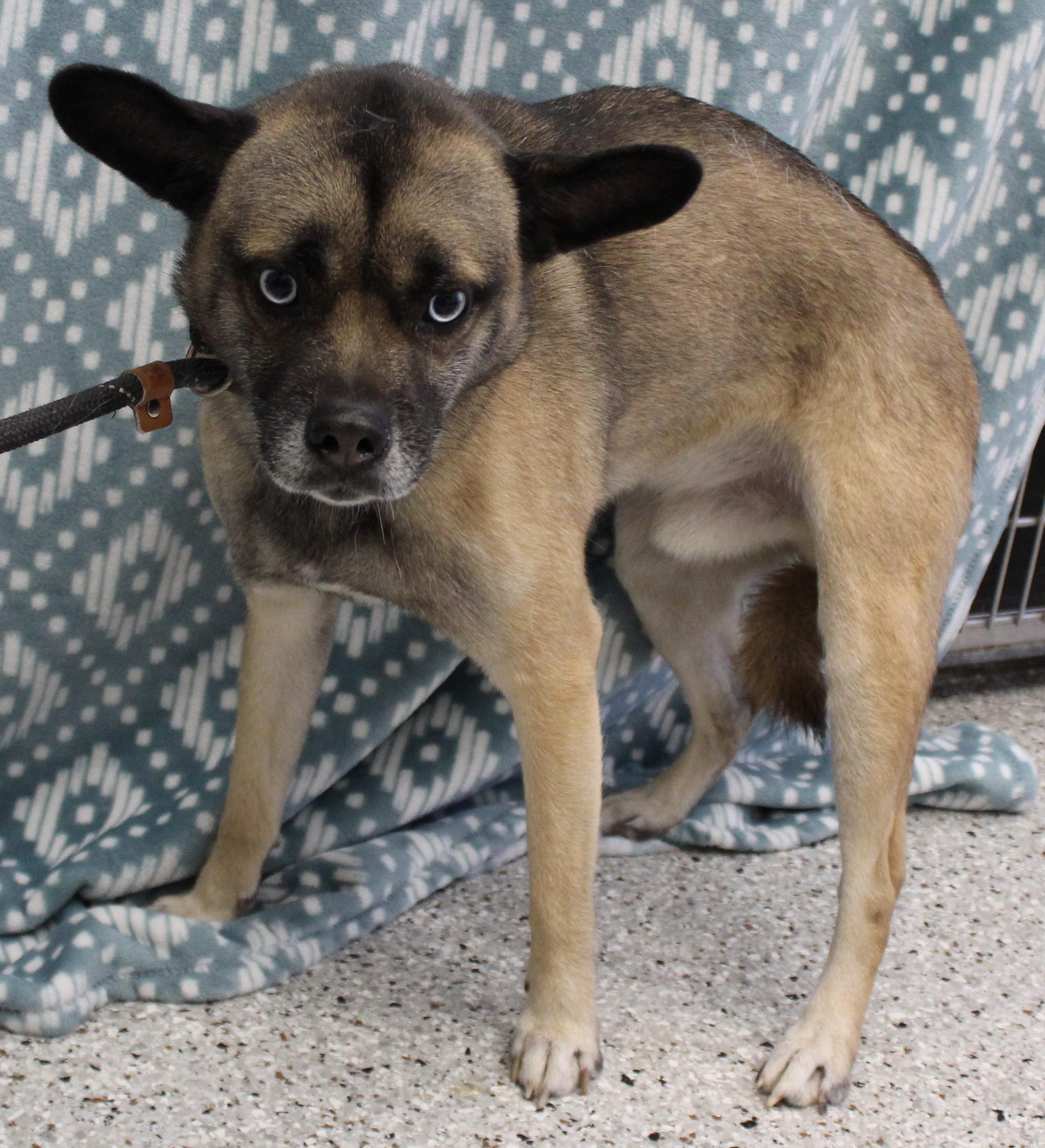 Enlarge Tazzy (9708), a ADOPTABLE mixed breed in Heath, OH image 1/2