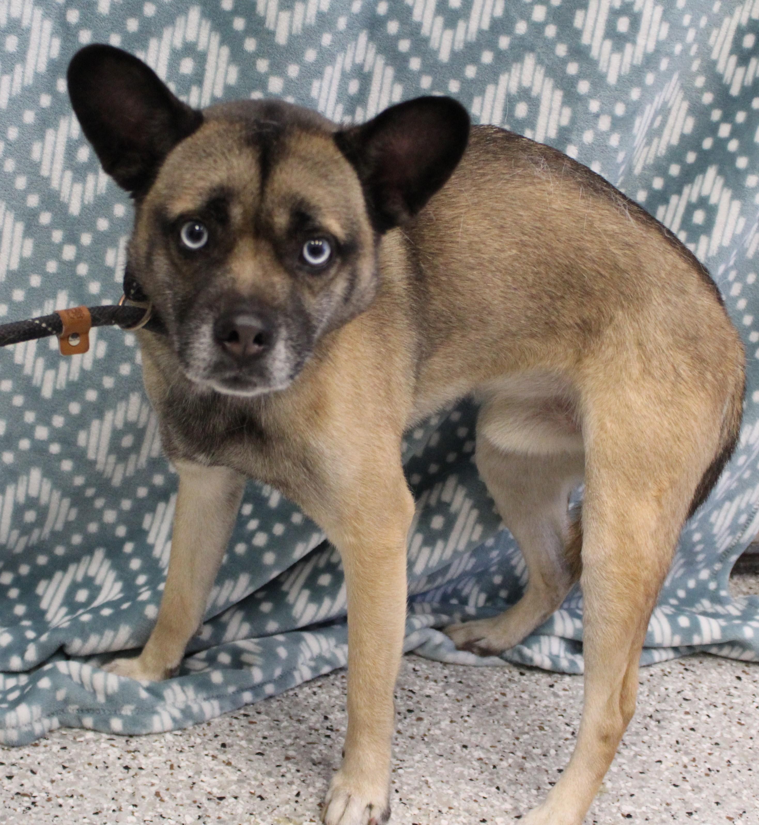 Enlarge Tazzy (9708), a ADOPTABLE mixed breed in Heath, OH image 2/2
