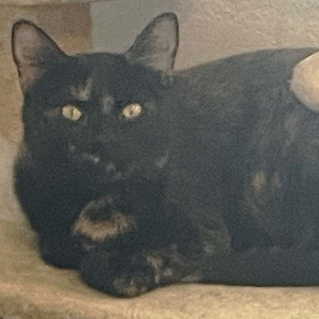 Enlarge Olivia, a ADOPTABLE Domestic Short Hair in Denver, CO image 3/5
