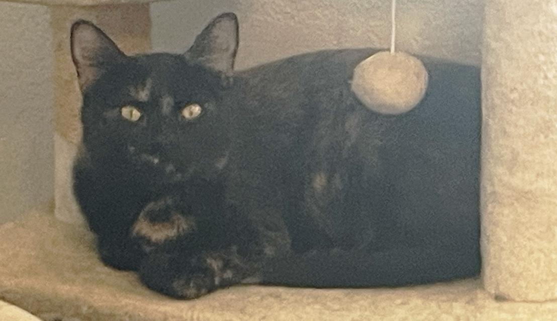 Olivia, a ADOPTABLE Domestic Short Hair in Denver, CO image 3/5