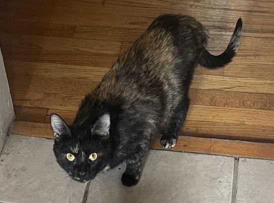 Olivia, a ADOPTABLE Domestic Short Hair in Denver, CO image 5/5