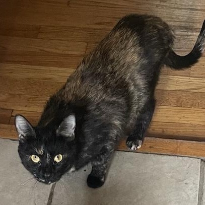 Enlarge Olivia, a ADOPTABLE Domestic Short Hair in Denver, CO image 5/5