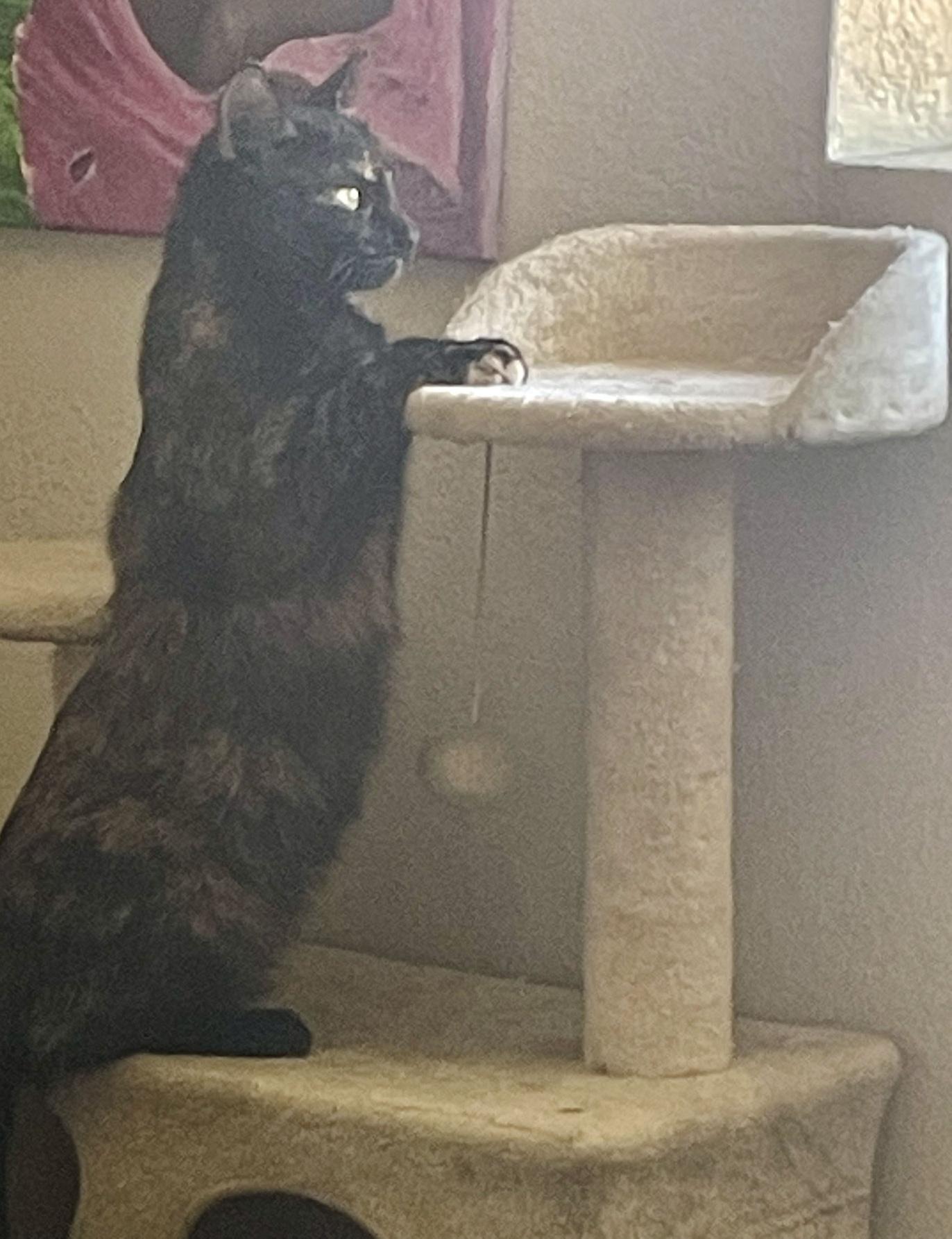 Olivia, a ADOPTABLE Domestic Short Hair in Denver, CO image 4/5