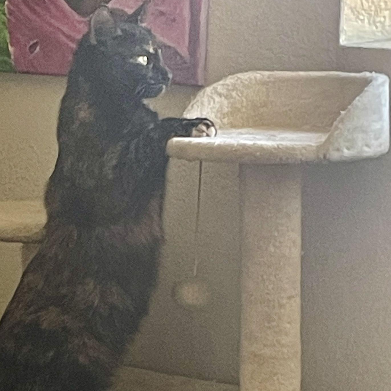 Enlarge Olivia, a ADOPTABLE Domestic Short Hair in Denver, CO image 4/5
