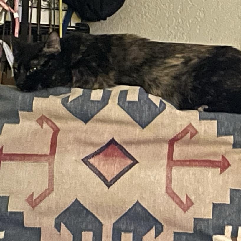 Enlarge Olivia, a ADOPTABLE Domestic Short Hair in Denver, CO image 2/5