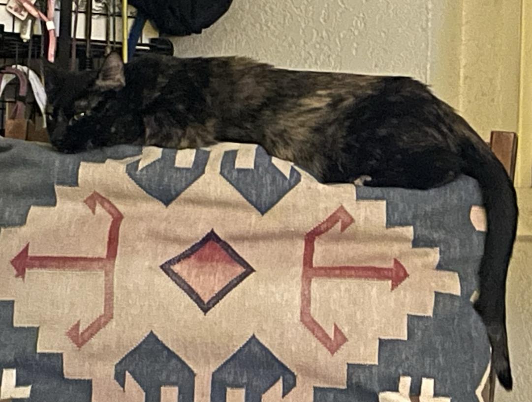 Olivia, a ADOPTABLE Domestic Short Hair in Denver, CO image 2/5