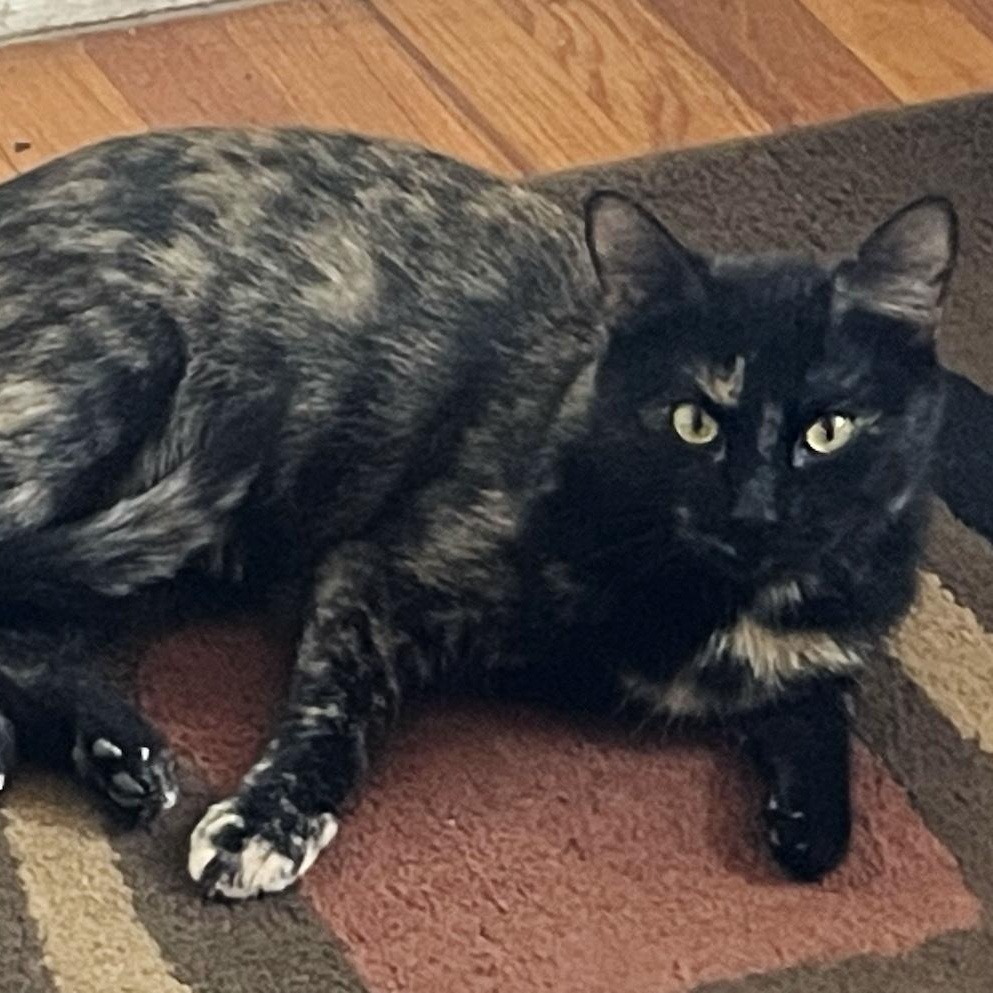 Enlarge Olivia, a ADOPTABLE Domestic Short Hair in Denver, CO image 1/5