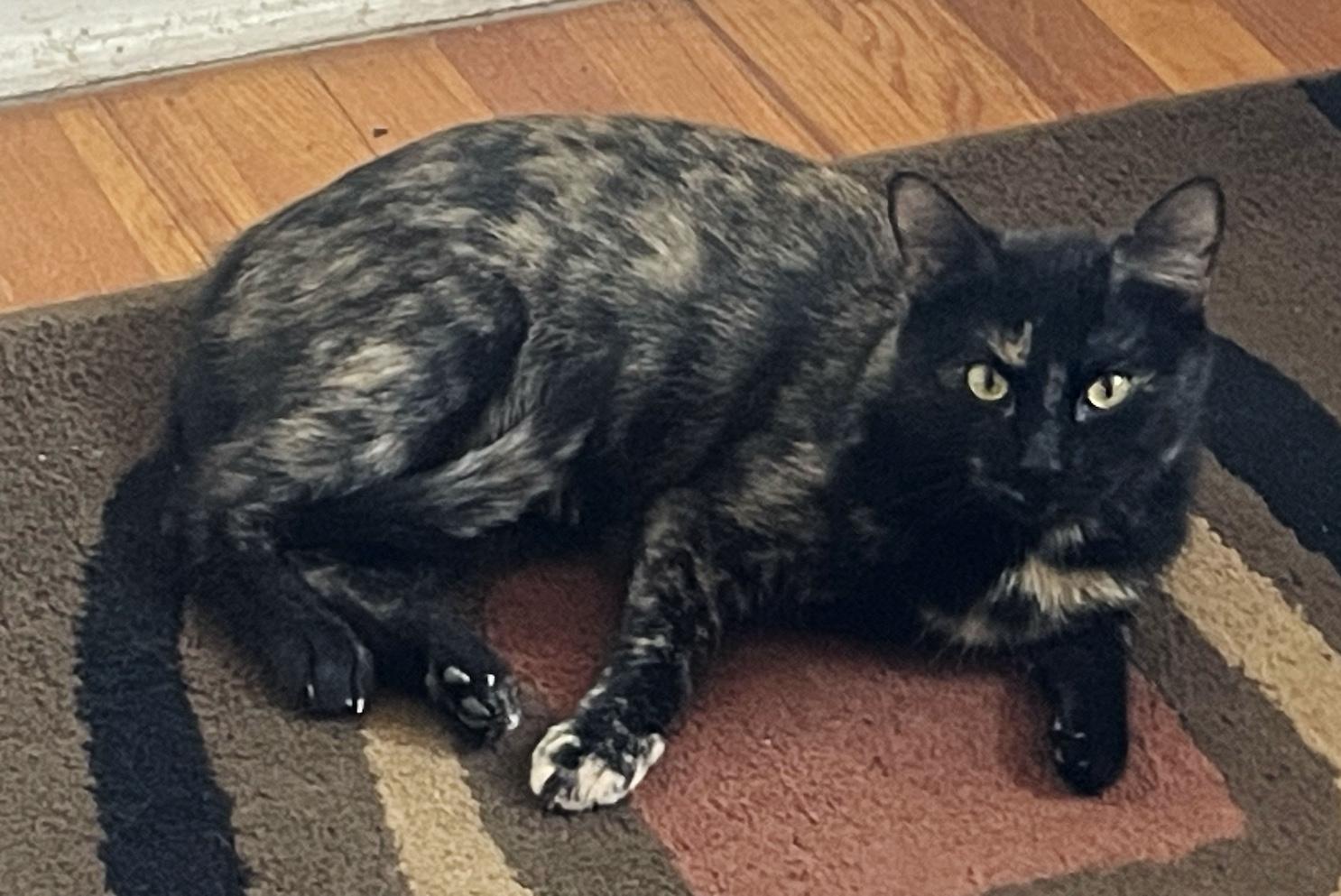 Olivia, a ADOPTABLE Domestic Short Hair in Denver, CO image 1/5