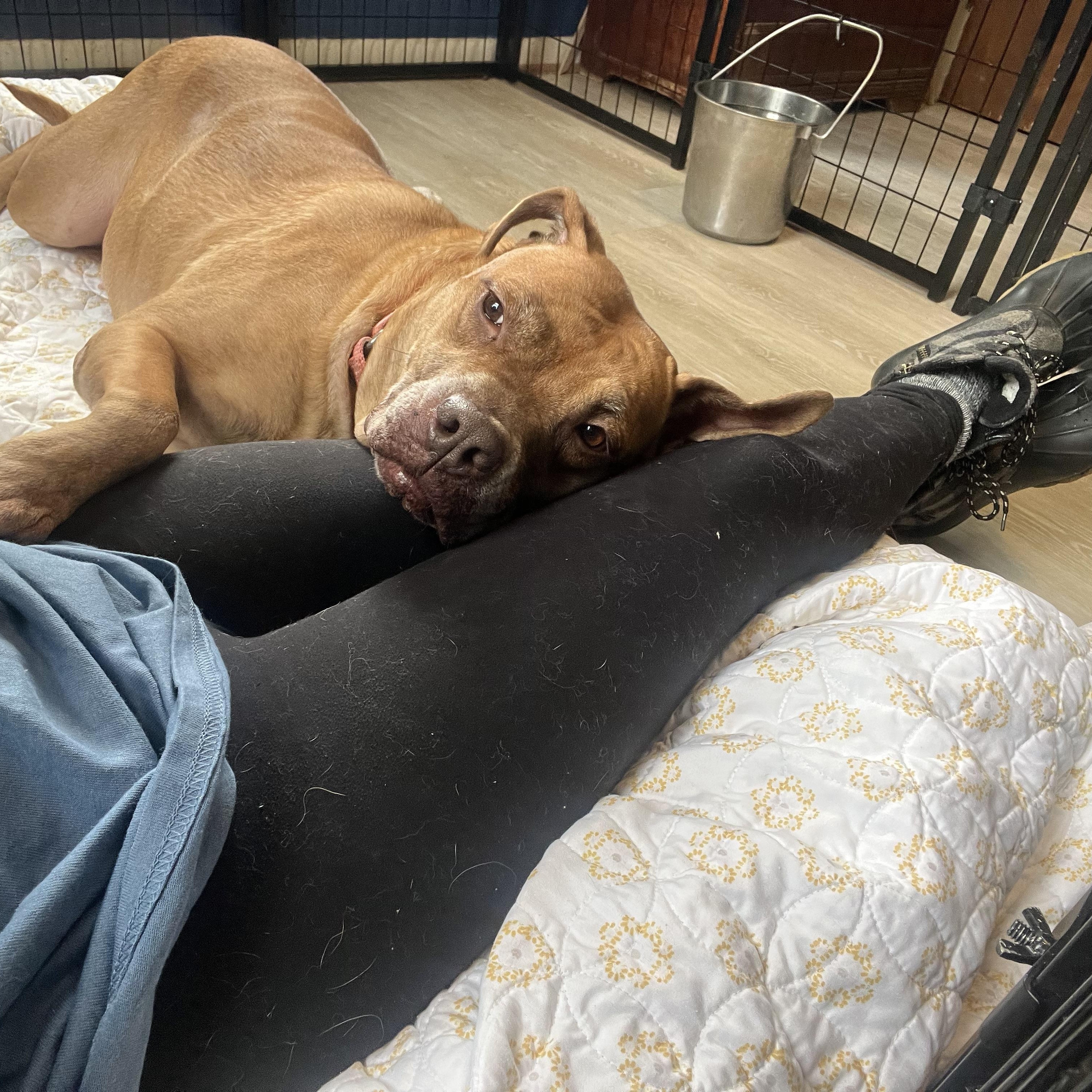 Enlarge Eleanor, a ADOPTABLE mixed breed in Youngstown, OH image 3/6