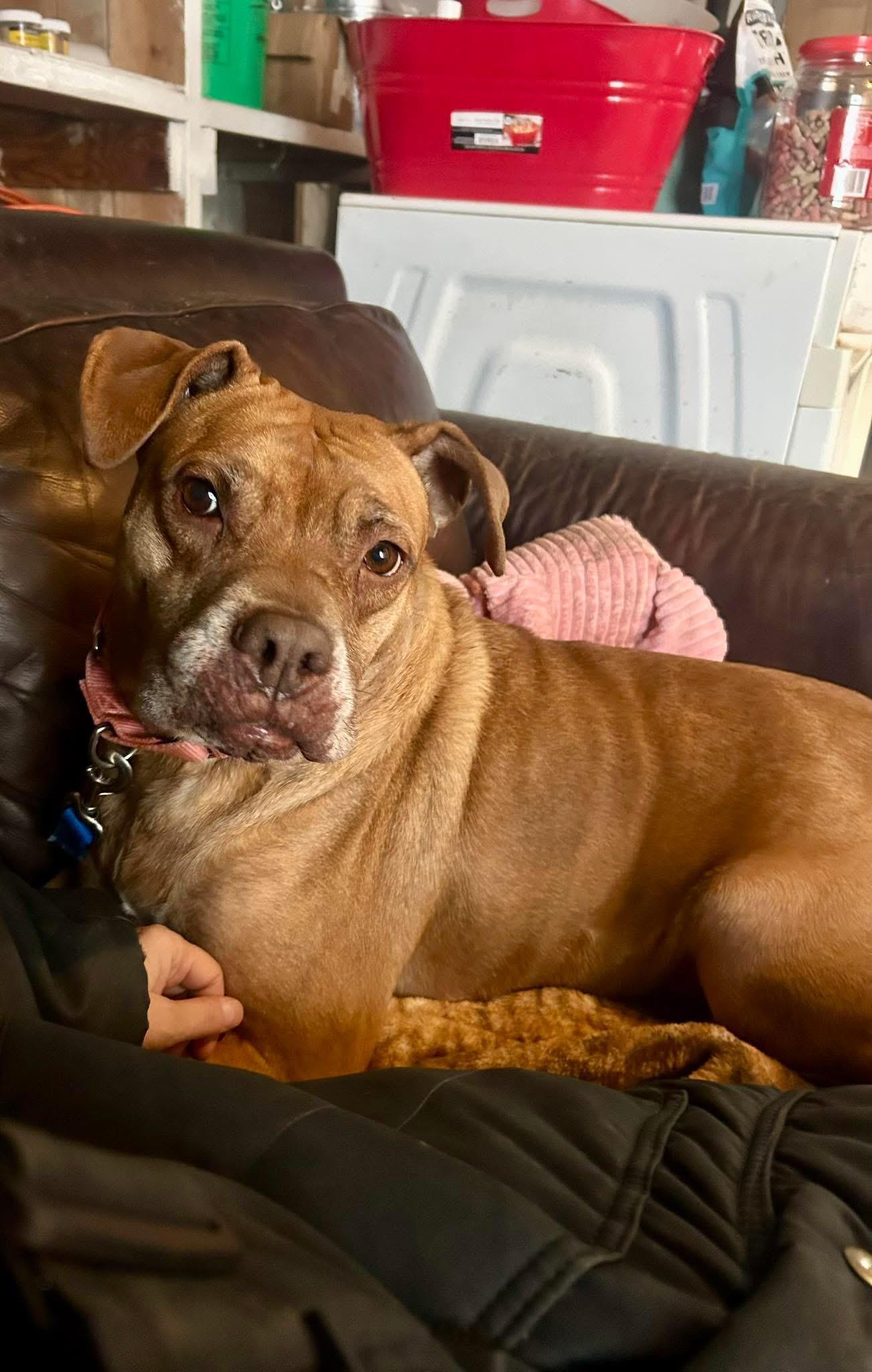 Enlarge Eleanor, a ADOPTABLE mixed breed in Youngstown, OH image 1/6