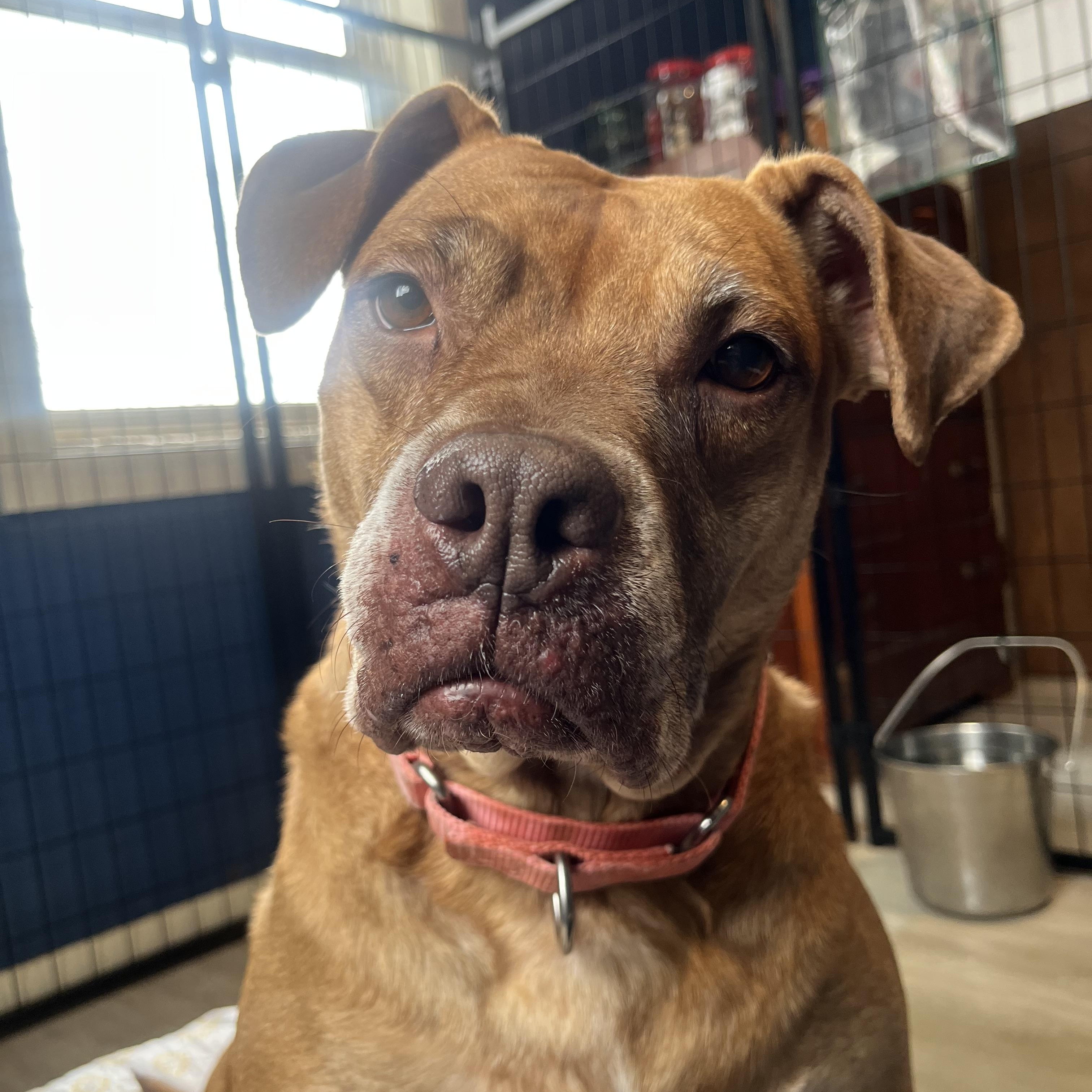 Enlarge Eleanor, a ADOPTABLE mixed breed in Youngstown, OH image 4/6