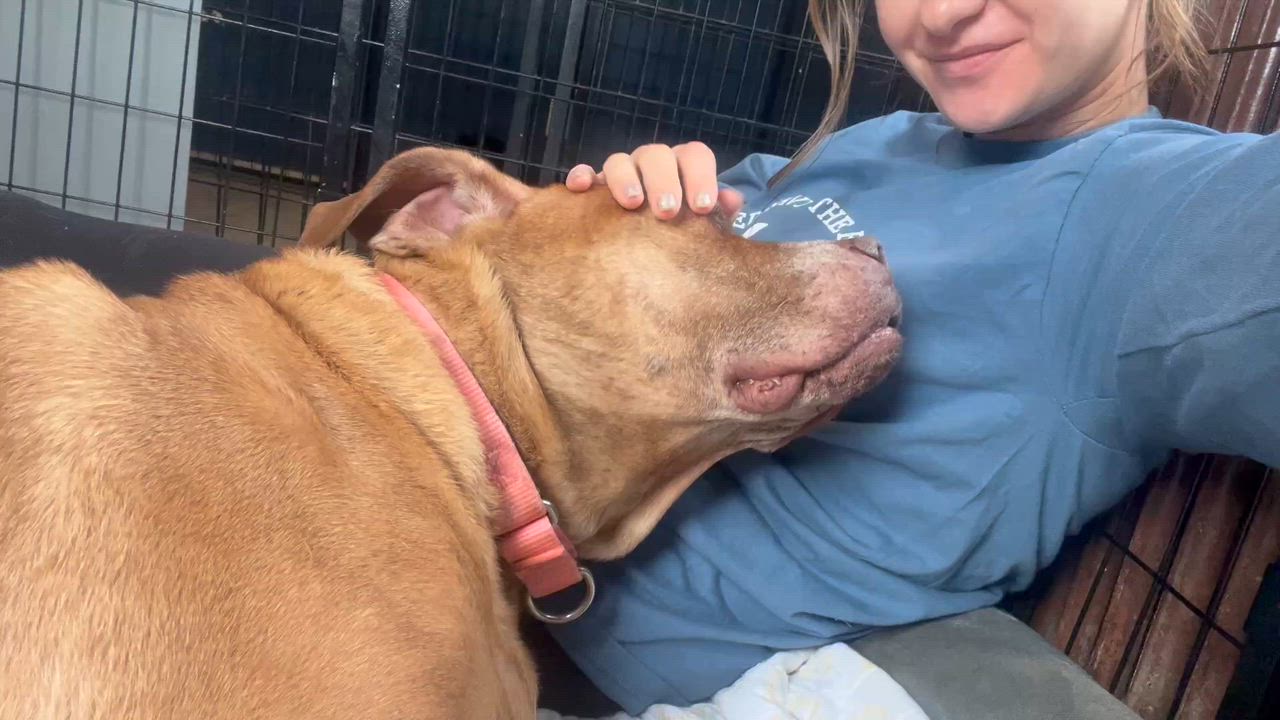 Enlarge Eleanor, a ADOPTABLE mixed breed in Youngstown, OH video 5/6