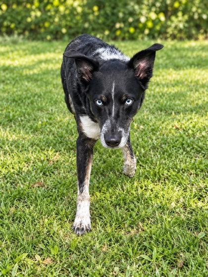 Meeko, Adoptable, Adult Male Australian Shepherd & Cattle Dog.