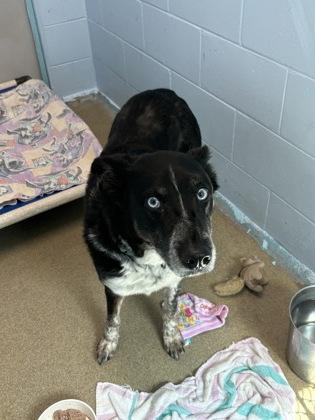 Enlarge Meeko, a Adoptable mixed breed in Palm Coast, FL image 2/3