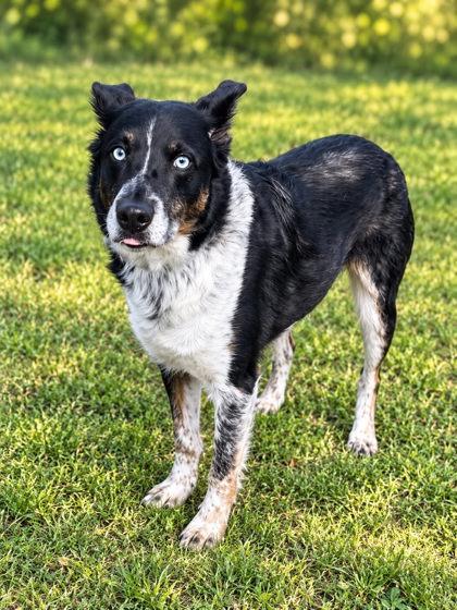 Enlarge Meeko, a Adoptable mixed breed in Palm Coast, FL image 3/3