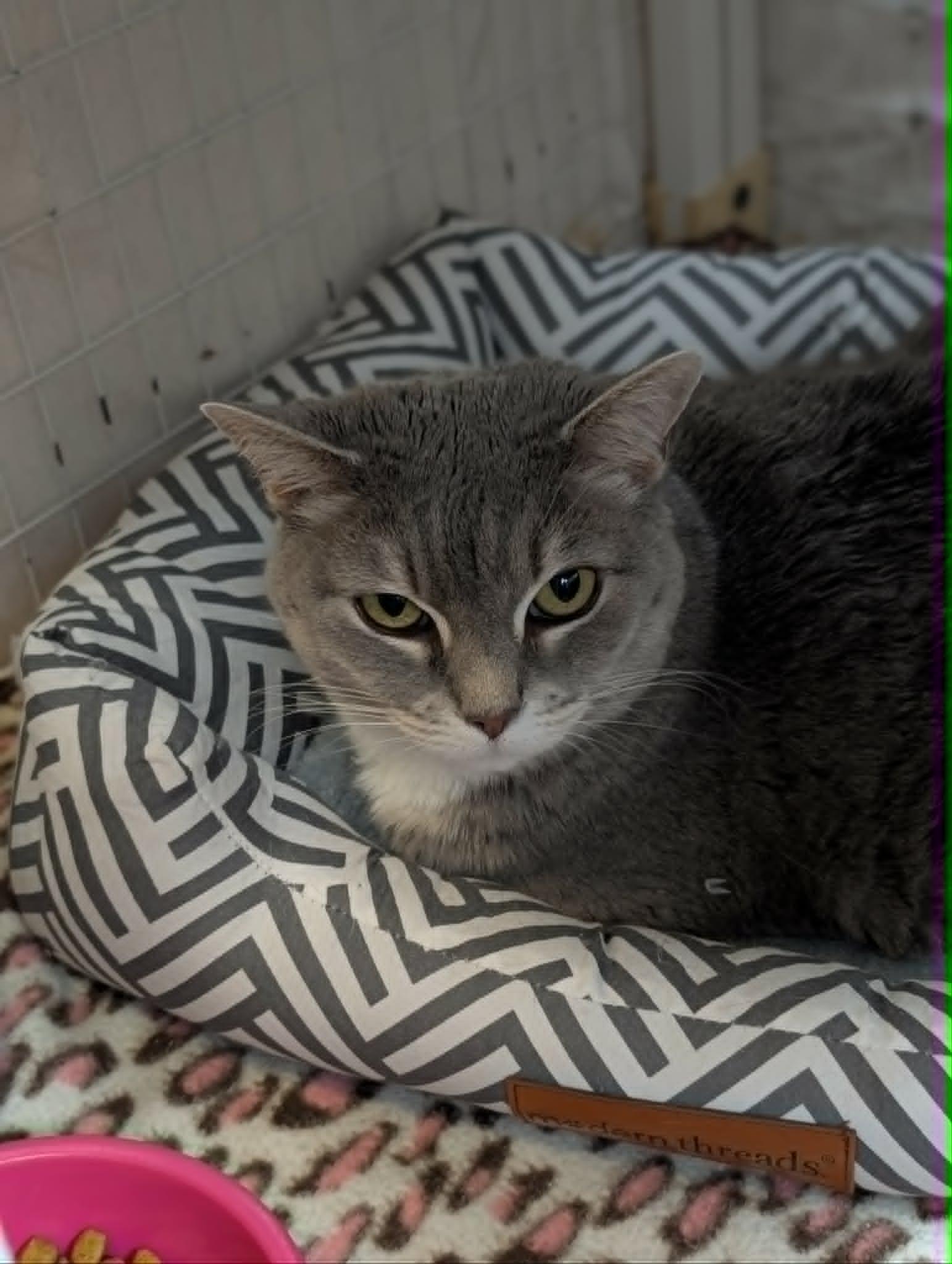 Zuma, ADOPTABLE, Senior Female Domestic Short Hair.