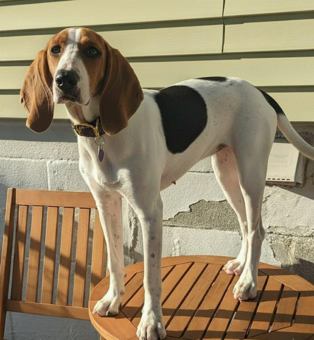 Tequila, a Adoptable Treeing Walker Coonhound in TULSA, OK image 3/3