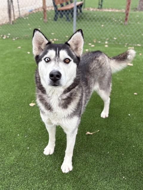 Enlarge LOVEBUG, a Adoptable Siberian Husky in Castaic, CA image 1/1