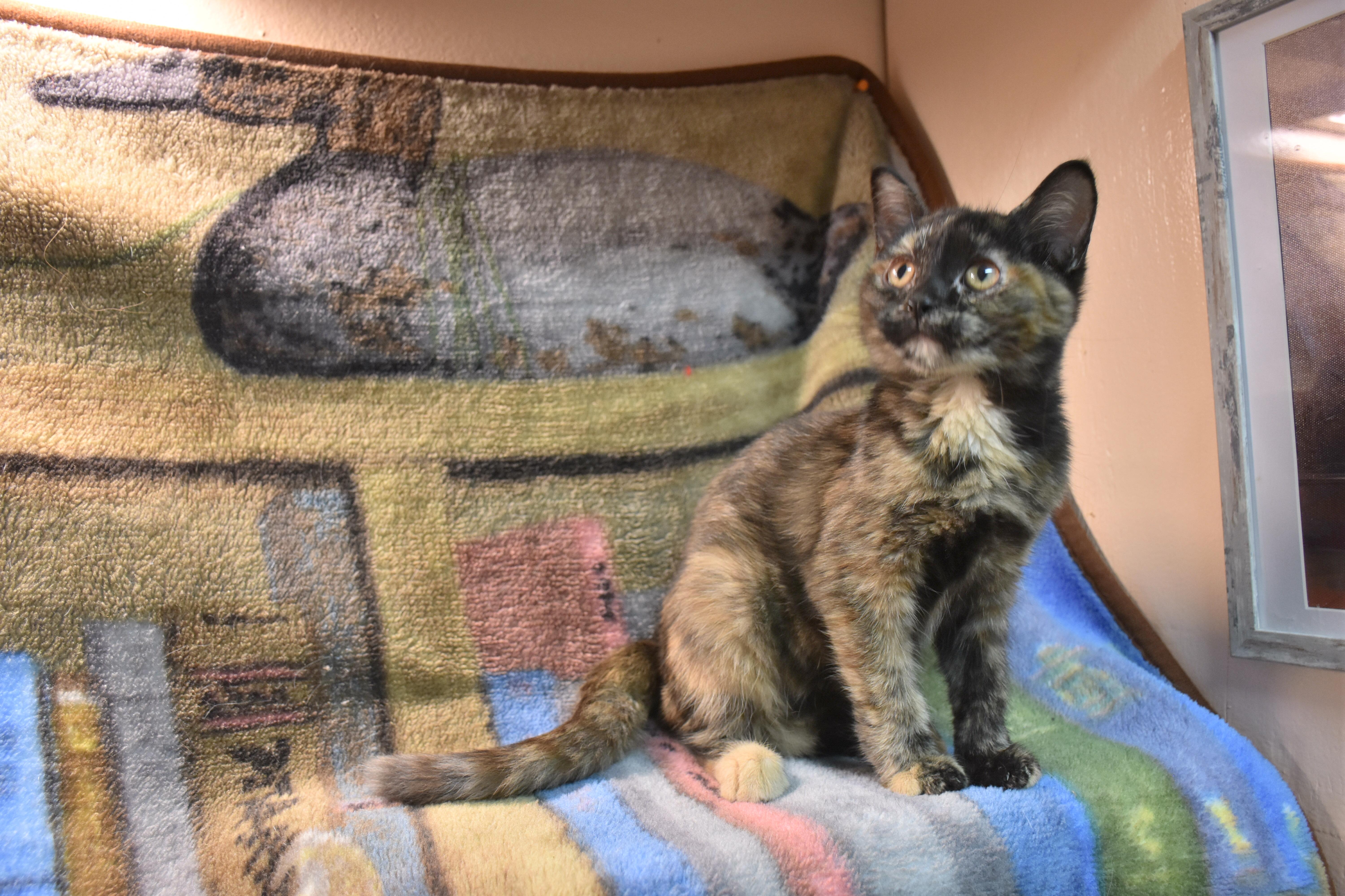 Honor, adopted, Kitten Female Domestic Short Hair.