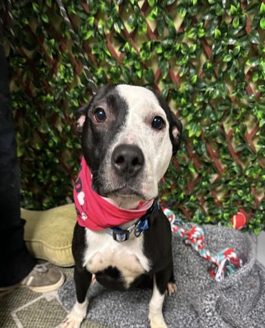 Enlarge Angel, a Adoptable Pit Bull Terrier in Roswell, GA image 1/1