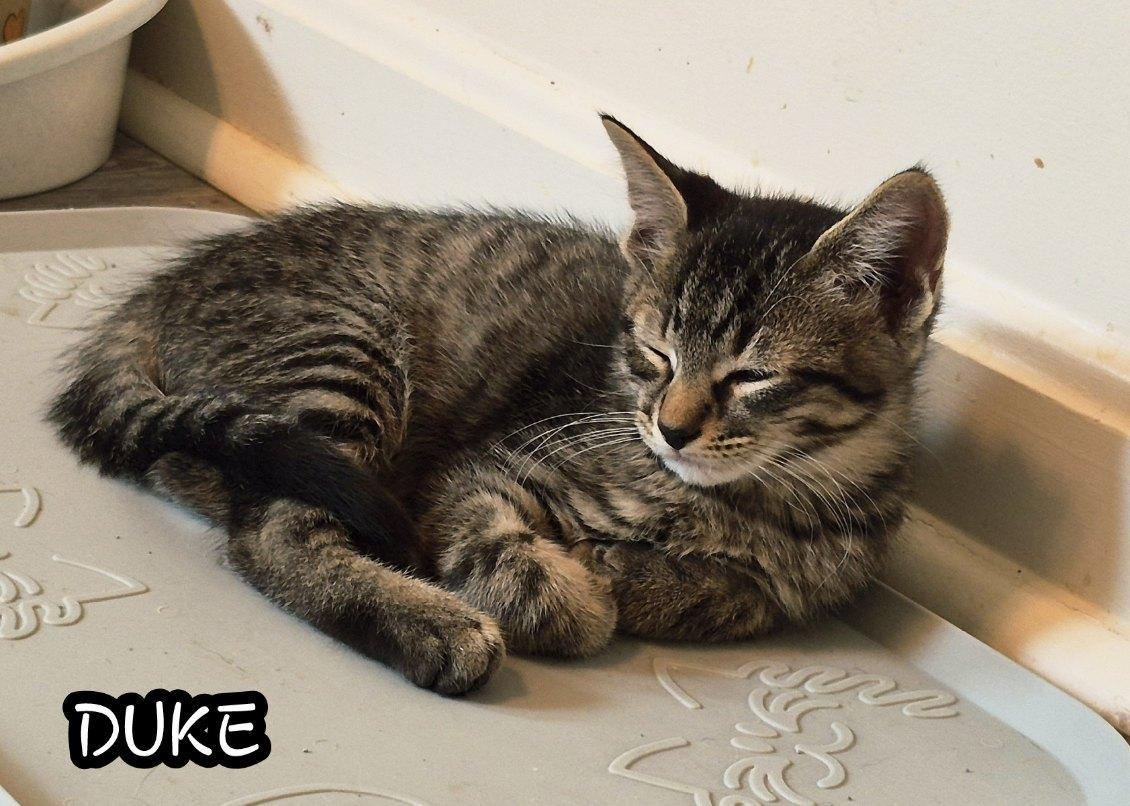 Enlarge Duke and Magic, a Adoptable Domestic Short Hair in Ellicott City, MD image 6/6