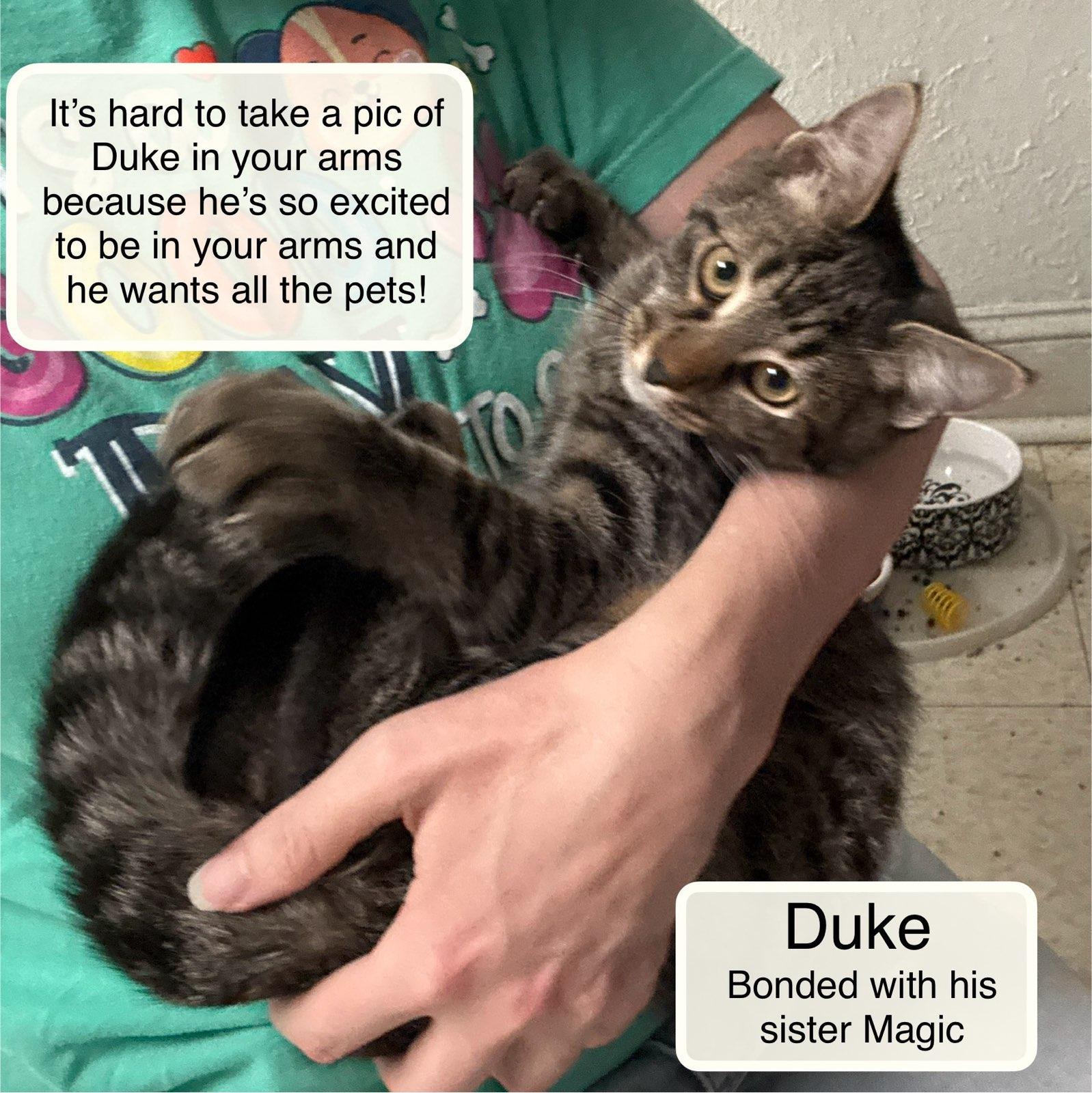 Enlarge Duke and Magic, a Adoptable Domestic Short Hair in Ellicott City, MD image 1/6
