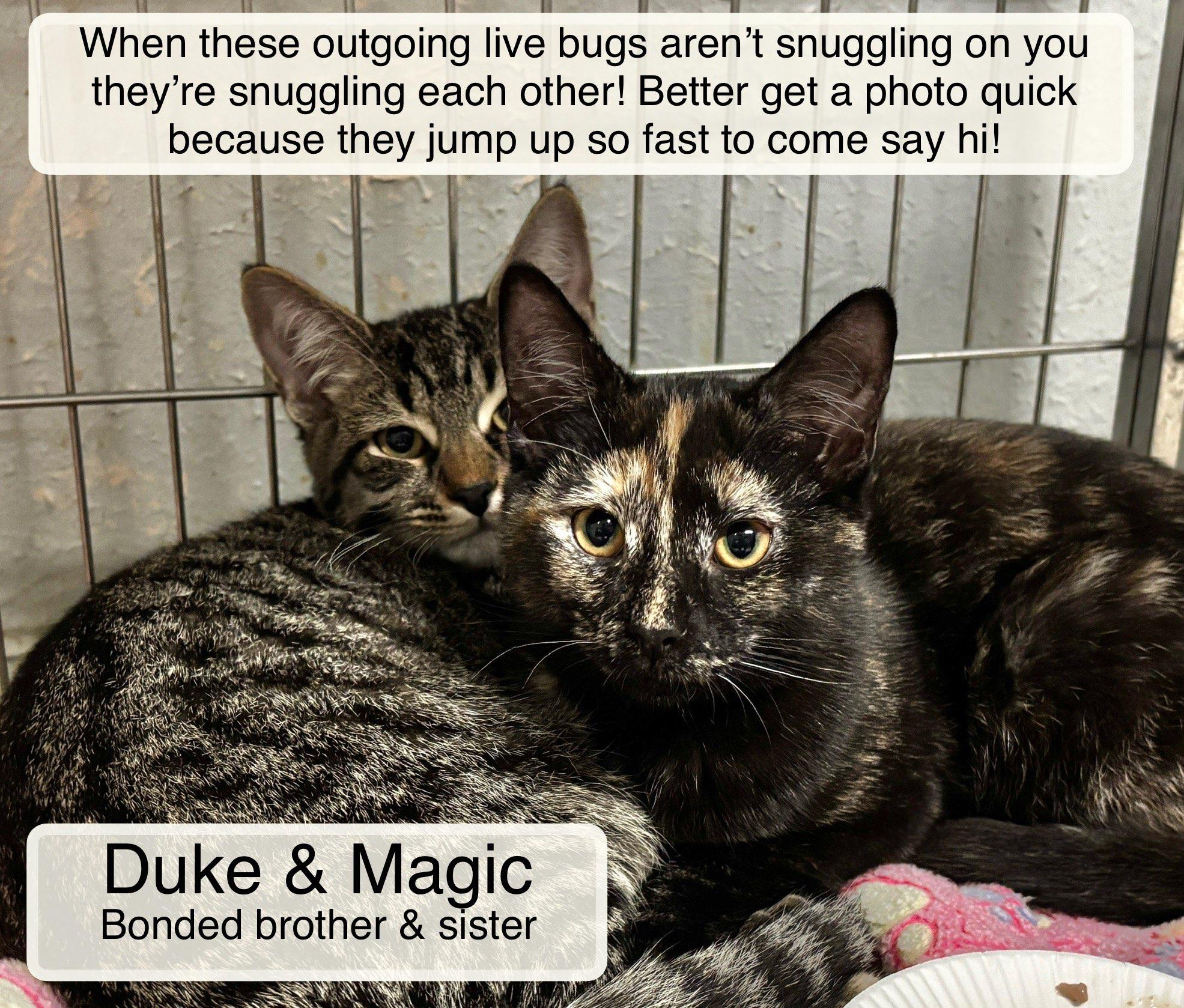 Enlarge Duke and Magic, a Adoptable Domestic Short Hair in Ellicott City, MD image 2/6